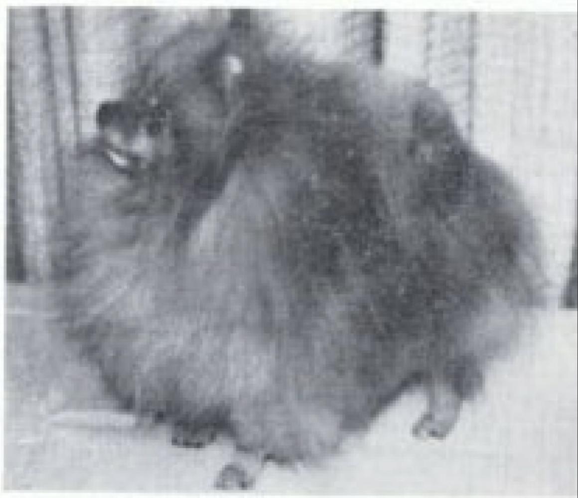 Millamor’s Fancy Gold Dancer | Pomeranian 