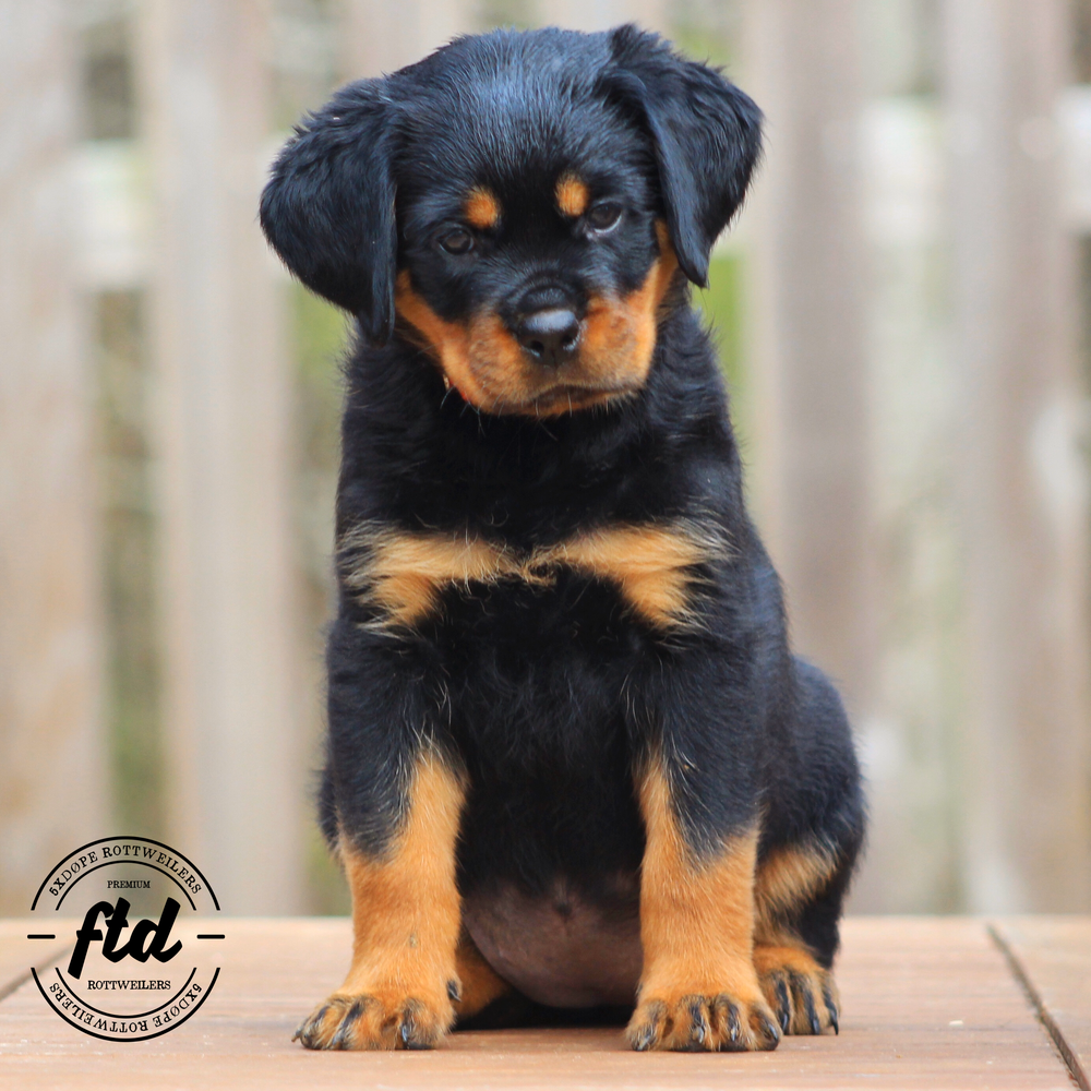 FTD’s Chickityboo | Rottweiler 