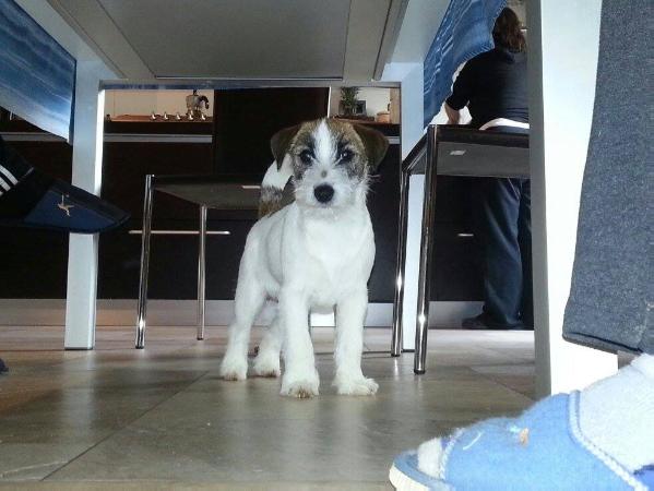 Italo di Villa Bosi | Jack Russell Terrier 