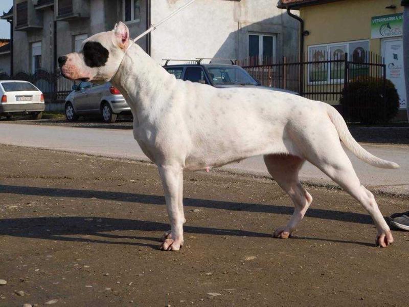 Ghana | Argentine Dogo 