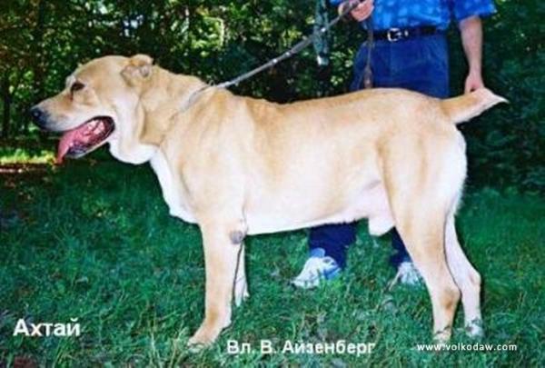 Ahtay - Azia | Central Asian Shepherd Dog 