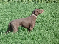 Aubade du Clos des Morandes | German Shorthaired Pointer 