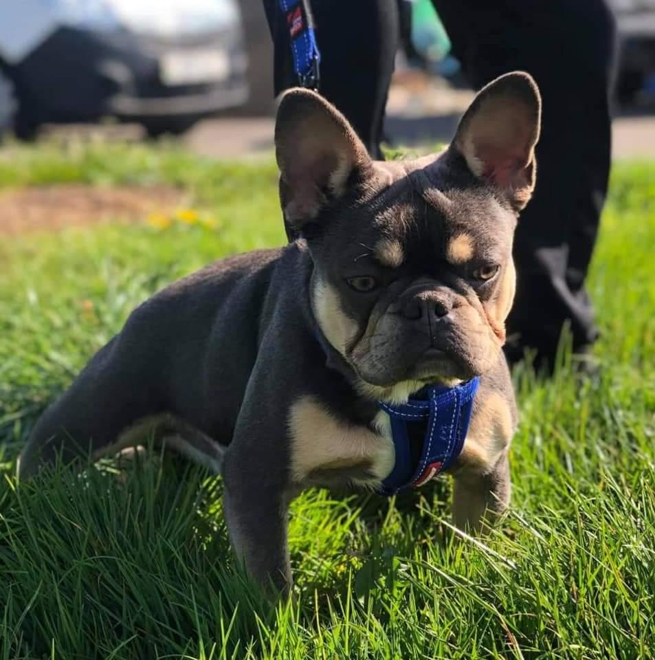 Po Bullz's Ramos | French Bulldog 