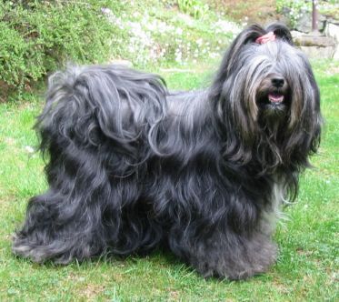 SCHAKA-TA'S LHA-YANDA | Tibetan Terrier 