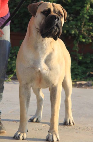 NightFallKing Giove | Bullmastiff 