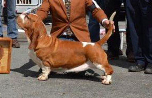 Deck du haras de la vergne | Basset Hound 