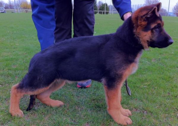 Davne vom Berge-Hof | German Shepherd Dog 