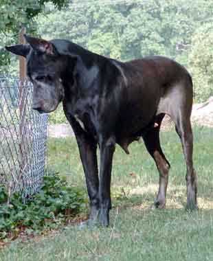 Nin-Sun d'Iskandar | Great Dane 