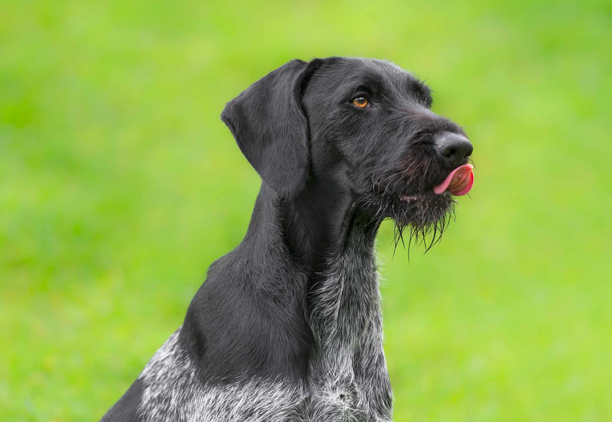 German Wirehaired Pointer