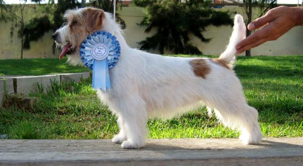 Classic Lady Bohemian Touch | Jack Russell Terrier 