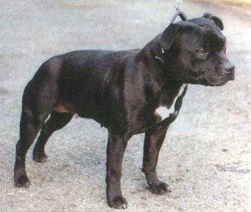 Karmedy Cindy Kate | Staffordshire Bull Terrier 