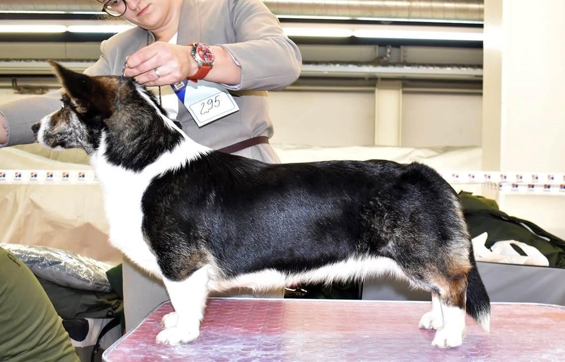 BRITTANI DELIS VOPLOSCENIE MECHTY | Cardigan Welsh Corgi 