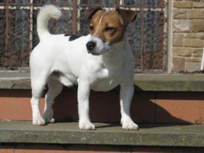 King Arthur Jack Di Quario Rondo | Jack Russell Terrier 