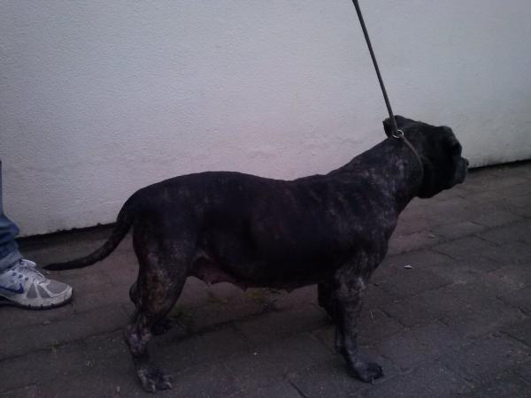 Stronghest Angra RZ | American Staffordshire Terrier 