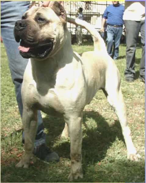 Ulises de los Cardones | Perro de Presa Canario 