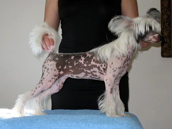 XANTUSIA Rosa Thea | Chinese Crested 