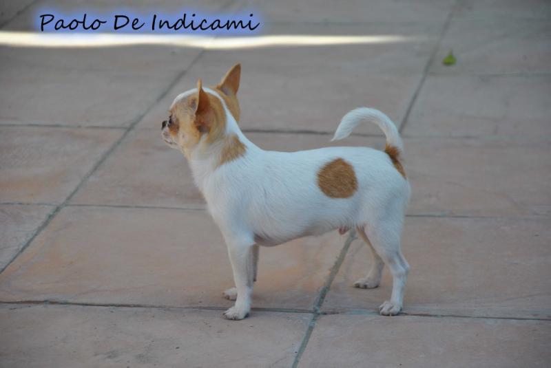 Paolo De Indicami | Chihuahua 