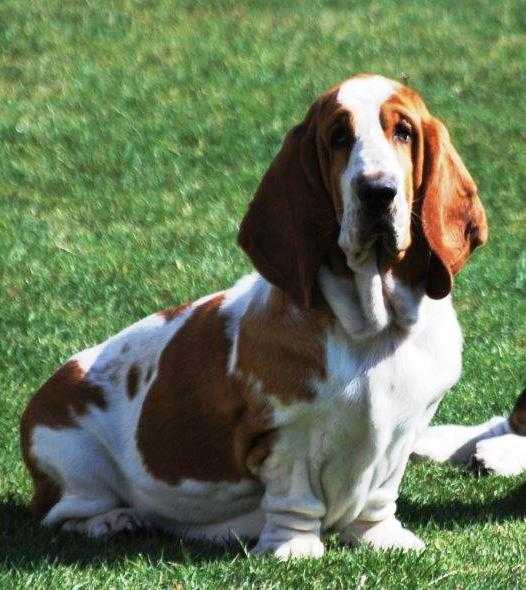 Dukes of Limburg Noblesse Oblige | Basset Hound 