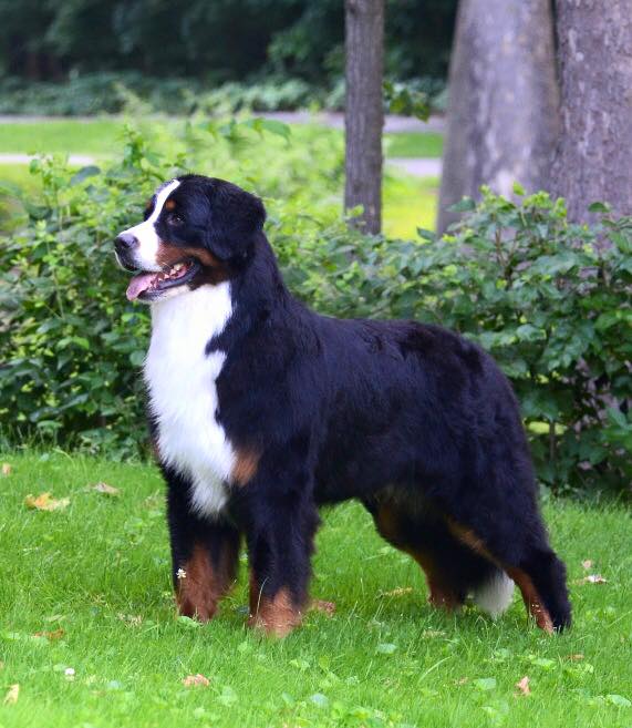 Adesa's Best in Snow | Bernese Mountain Dog 