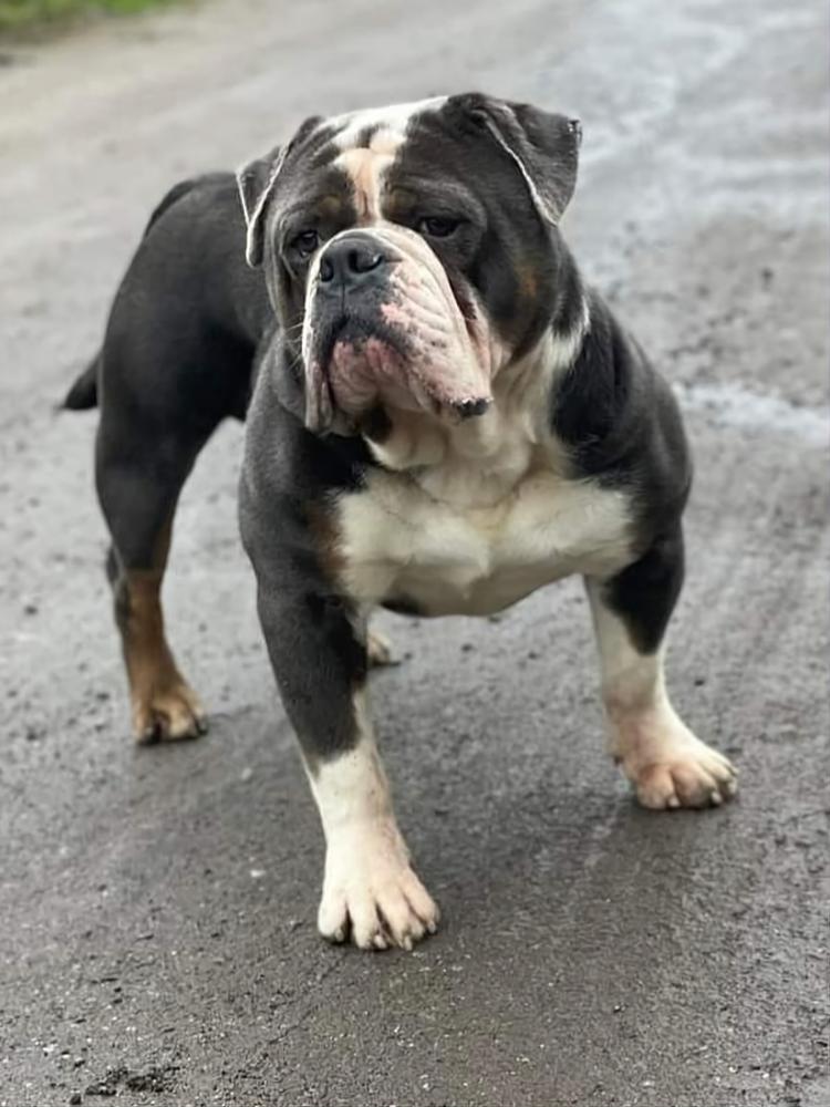 Salford Bullzz Caesar | Olde English Bulldogge 