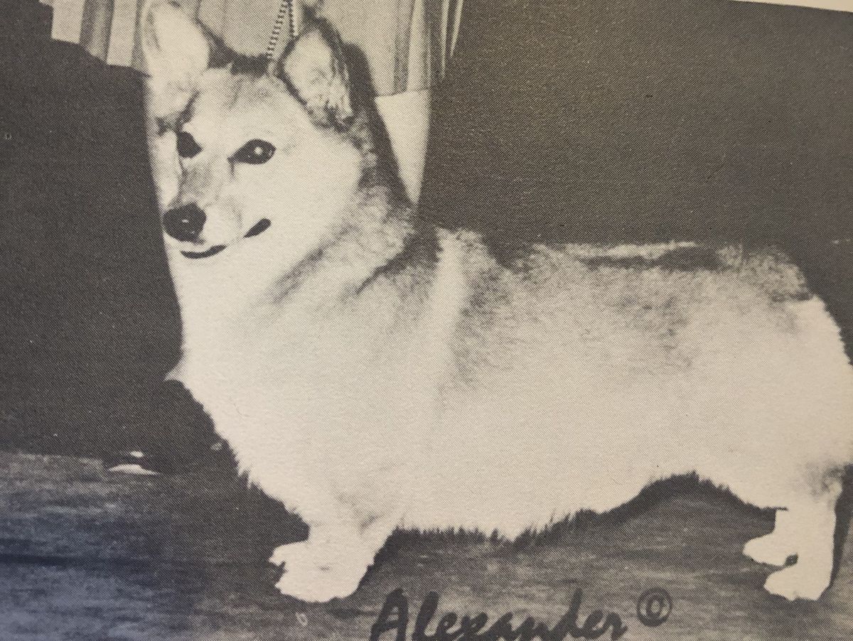 Acme Of Harclaire | Pembroke Welsh Corgi 