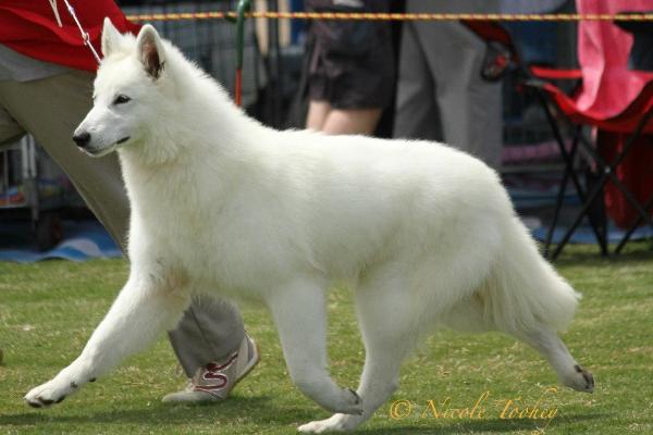 Saffioraire Appletini on Eis | White Swiss Shepherd Dog 