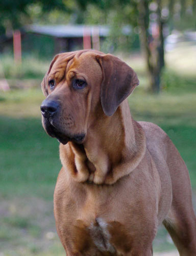 FARI CT Mazurski Samuraj | Tosa 