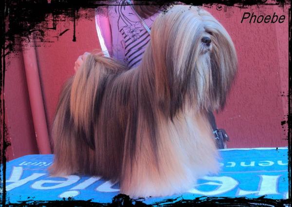 Okajima Templo de jedis Phoebe Buffay | Lhasa Apso 