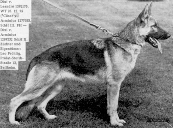 Dixi von Leandre | German Shepherd Dog 