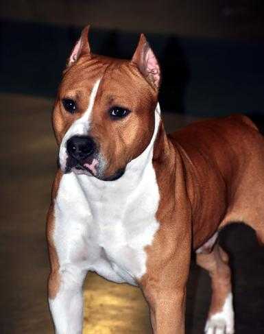 Vaca Valley Castle Rock War Admiral | American Staffordshire Terrier 