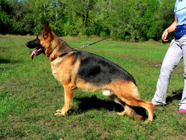 Santlauris Ozzi Ozborn | German Shepherd Dog 