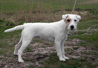 McAllister's Light My Fire | Parson Russell Terrier 