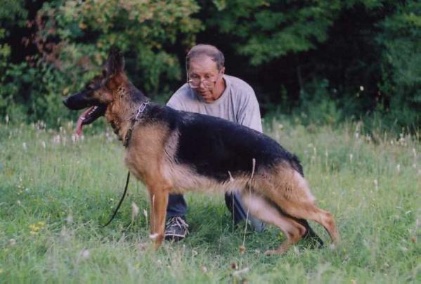 Redi Aus Der Klein Zwinger | German Shepherd Dog 