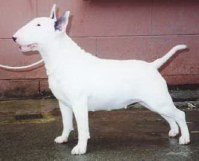 Majico Dream Girl | Bull Terrier 