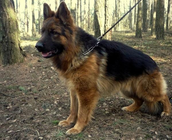DRAGON Asarko Lordana | German Shepherd Dog 