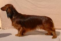 Pippi von Charlottenhof | Dachshund 