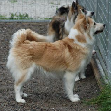 Ullälvas Eydis | Icelandic Sheepdog 