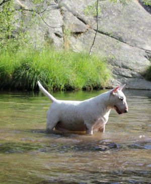 jolie-lilo de garnata de alvejud | Bull Terrier 