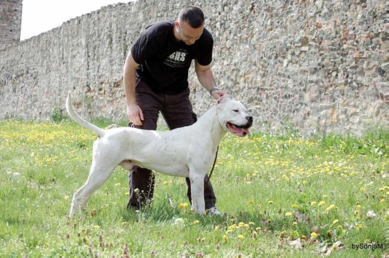 Mambo debajo gran torre | Argentine Dogo 