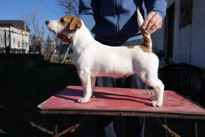 Corto Maltese MILMARIS GARDEN | Jack Russell Terrier 