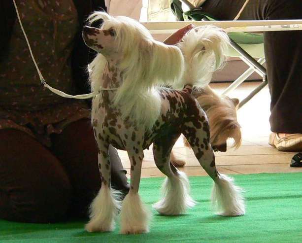 Cristal Ice Nazarad | Chinese Crested 