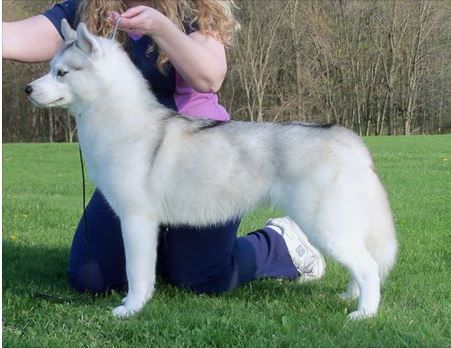 Ziemabora's Playin' In The Moonlight | Siberian Husky 