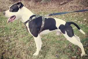 BGS's Hasse | Staffordshire Bull Terrier 
