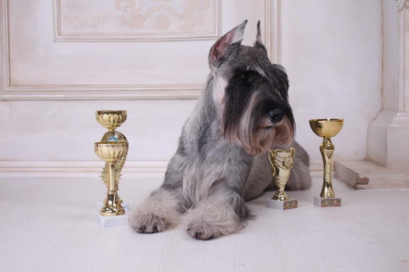 I THE EMPRESS BRIGHT BLAZE | Standard Schnauzer 