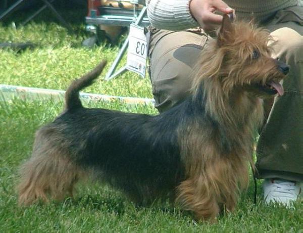 Tatong's Let The Music Play | Australian Terrier 