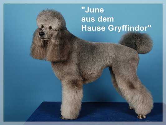 June Aus Dem Hause Gryffindor | Poodle 