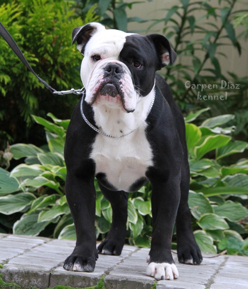 Duchess Rizzo | Olde English Bulldogge 