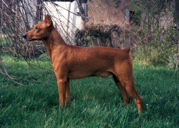 VIKING von Werner Junghof | German Pinscher 