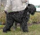 PASSAT | Black Russian Terrier 