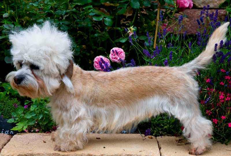 Glahms Golden Genesis | Dandie Dinmont Terrier 